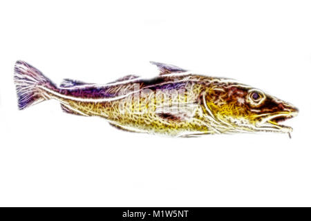 Computer drawing cod. Hand drawn images of fish, figure cod, image cod Stock Photo
