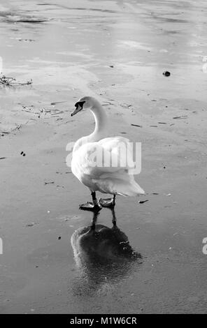 Cygnus olor. A Mute Swan on a frozen lake in Winter. Black and White. Stock Photo