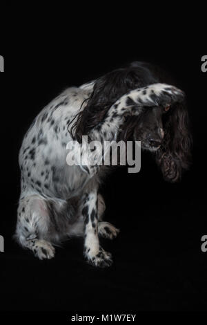 Beautiful female spaniel amuses his nose with a paw on black background Stock Photo
