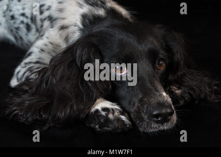 Beautiful female spaniel lies on black background Stock Photo