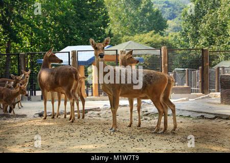 Animals in a zoo. various wild animals photo. 120 Stock Photo