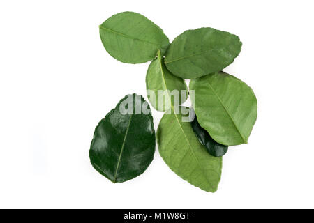 fresh Lime Leaves isolated on white background Stock Photo