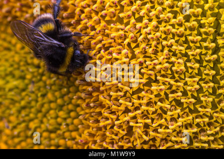 Detailed close up image of a bumble bee, bombus terrestris, feeding on nectar and pollinating a sunflower, Helianthus annuus.  Garsons Farm, England Stock Photo
