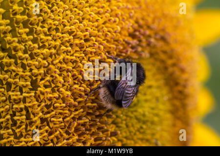 Detailed close up image of a bumble bee, bombus terrestris, feeding on nectar and pollinating a sunflower, Helianthus annuus.  Garsons Farm, England Stock Photo