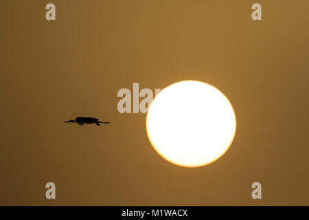 Black Stork (Ciconia nigra) flying in front of the newly rised sun Stock Photo