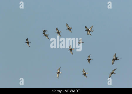 A flock of Whiskered tern in fligth, may, (Chlidonias hybrida), Stock Photo