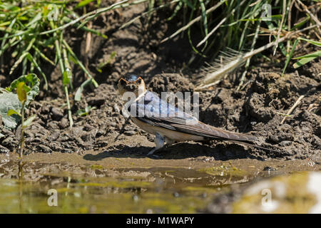 Red-rumped Swallow (Hirundo daurica = Cecropis daurica) collecting mud, Stock Photo