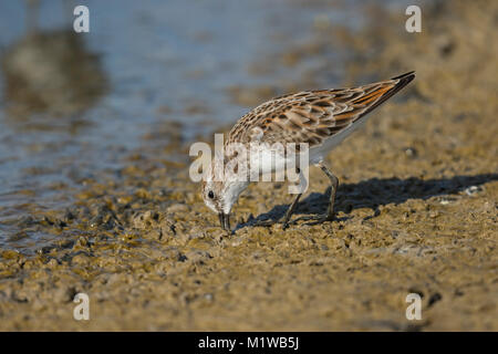 Little Stint (Calidris minuta) Stock Photo