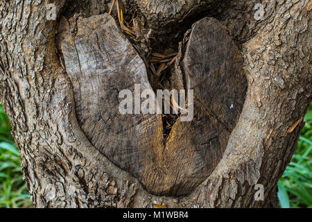 Knot in the trunk of a tree shaped like a heart broken in two, image in landscape format with copy space Stock Photo