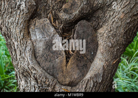 Knot in the trunk of a tree shaped like a heart broken in two, image in landscape format with copy space Stock Photo