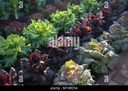 An organic vegetable bed kitchen garden with a lettuce crop growing in rows from left to right - Red Iceberg - Nymans - Lettony - England allotment UK Stock Photo