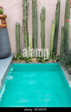 Mexican garden view of turquoise pool and Stenocereus marginatus cactus cacti with under planting of Erigeron karvanskianus UK Stock Photo