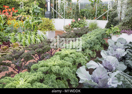 small kitchen garden allotment vegetables growing in rows Cabbage cabbages Red Jewel  Kale Reflex Redbor  leeks lettuce tomatoes greenhouse  summer UK Stock Photo