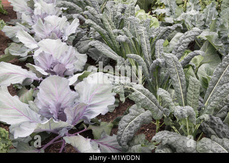 A small kitchen garden allotment vegetable veg patch plot growing in rows allotment from right to left: Cabbage Red Jewel - Kale Nero di Toscano UK Stock Photo