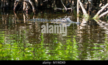 USA, Florida, Crocodile in reflecting water between mangrove forest in everglades Stock Photo