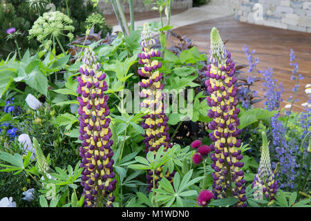 Flower Garden, Lupinus 'Manhattan Lights', Designer: Chris Beardshaw, Chelsea Flower Show Stock Photo