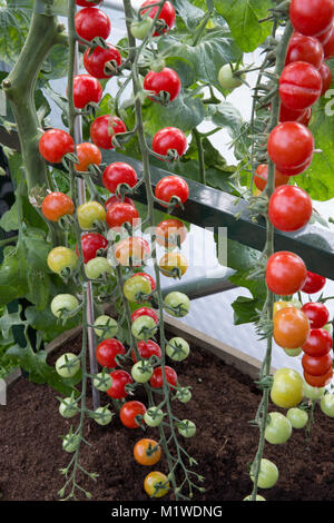 The BBC Radio 2 Chris Evans Taste Garden garden, Tomato 'Cherry Baby' growing in greenhouse, Designer: Jon Wheatley Stock Photo