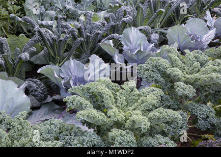 A kitchen garden vegetable veg patch plot growing in rows on allotment from right to left: Kale Reflex - Cabbage Red Jewel - Kale Nero di Toscano UK Stock Photo