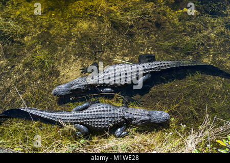 USA, Florida, Two crocodiles waiting in the water from above Stock Photo