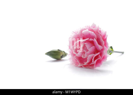 pink carnation flower isolated on white background Stock Photo