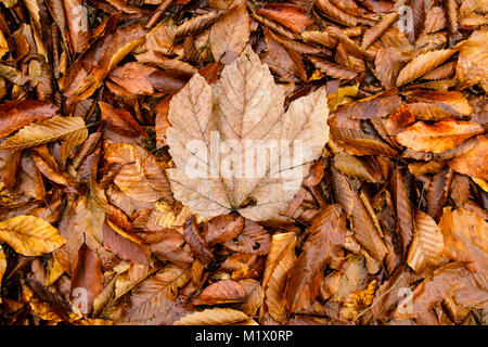 Autumn wet golden Leaves on ground.