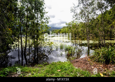 View of rehabilitated Cattana Wetlands with pretty waterlilies, Smithfield, near Cairns, Far North Queensland, FNQ, QLD, Australia Stock Photo