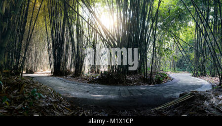 Roundabout path inside lush bamboo forest in the penglipuran village bali during cutting harvest time. Stock Photo