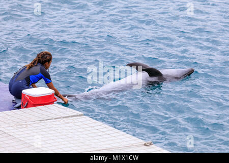 SUBIC BAY, MANILA, PHILIPPINES : JAN 28, 2018 - Instructor with Dolphin at Ocean Adventure Subic bay Stock Photo