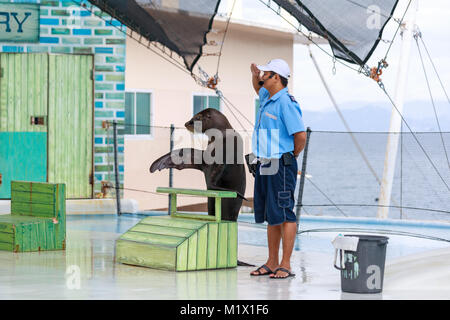 SUBIC BAY, MANILA, PHILIPPINES : JAN 28, 2018 - Instructor perform with Sea Lion at Subic Ocean Adventure Stock Photo