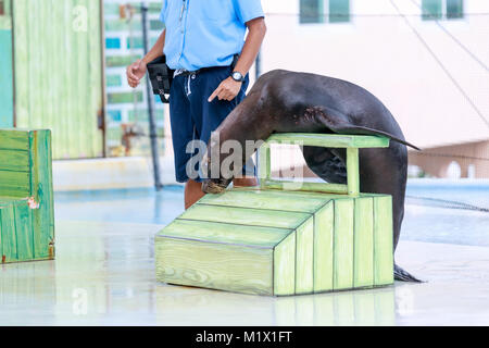 SUBIC BAY, MANILA, PHILIPPINES : JAN 28, 2018 - Instructor perform with Sea Lion at Subic Ocean Adventure Stock Photo