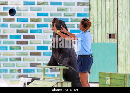 SUBIC BAY, MANILA, PHILIPPINES : JAN 28, 2018 - Instructor perform with Sea Lion at Subic Ocean Adventure Stock Photo