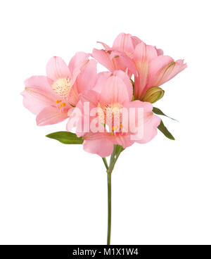 Pink flowers (Alstroemeria) isolated on white. Stock Photo