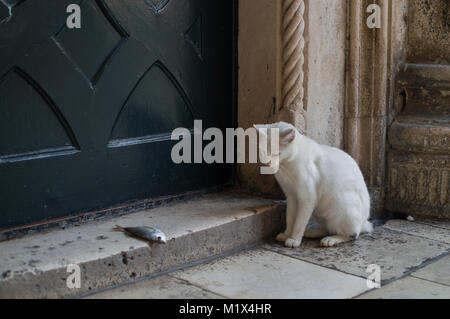 Cat with Dead Fish on Doorstep in Dubrovnik, Croatia Stock Photo