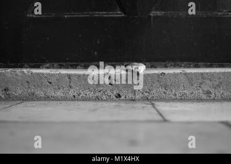 Dead Fish on Doorstep in Dubrovnik, Croatia Stock Photo