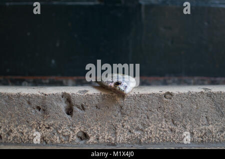 Dead Fish on Doorstep in Dubrovnik, Croatia Stock Photo