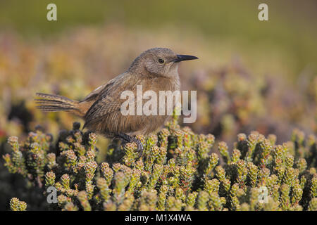 Cobb's Wren Stock Photo