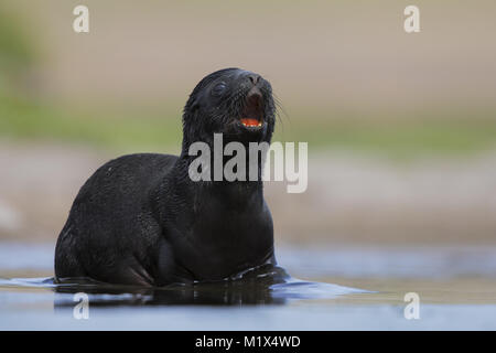 Sea lion pup Stock Photo