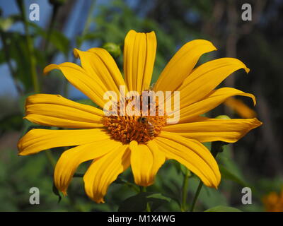 Two honey bees feeding on a bright, yellow flower on a sunny day in Australia. Stock Photo