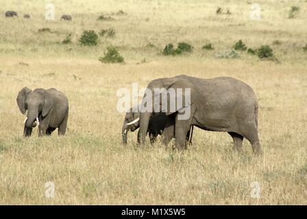 African elephant (Loxodonta africana) kenya safari wildlife nature Stock Photo