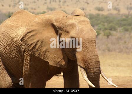 African elephant (Loxodonta africana) kenya safari wildlife nature Stock Photo
