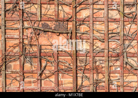 Rustic trellis with dormant plant brick wall Stock Photo