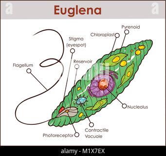 Vector Euglena Cross Section Diagram representative protists euglenoid plant like and animal like microscopic creature with all cell parts nucleus fla Stock Vector