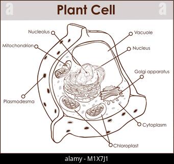 Plant cell isolated on white photo-realistic vector illustration Stock Vector