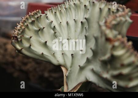 Euphorbia Lactea- Cristata Gray texture in the garden Stock Photo