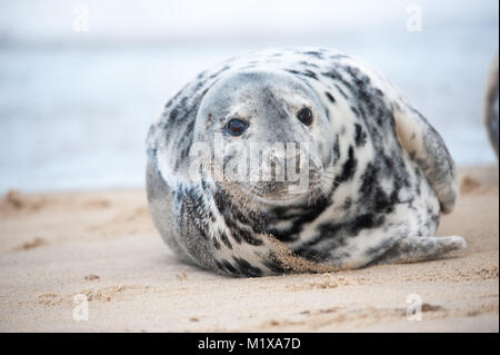 Grey seals (Halichoerus grypus) take time out to relax and chill on the beach Stock Photo