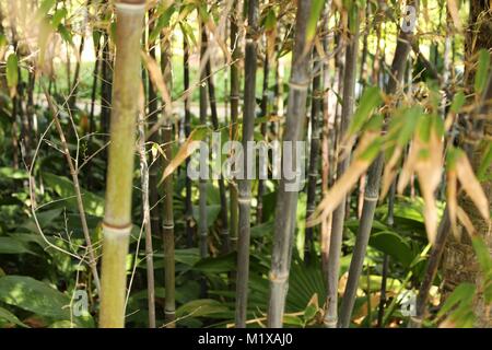 Phyllostachys nigra , black bamboo in the garden Stock Photo