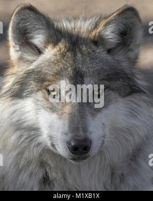 One adult female Mexican gray wolf portrait Stock Photo