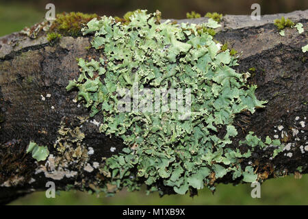 Common Greenshield Lichen Flavoparmelia caperata Stock Photo