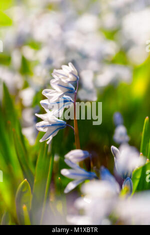 Puschkinia scilloides or striped squill in the home garden. Stock Photo