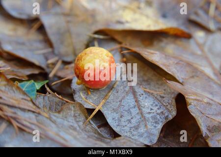 Cherry Galls on Oak leaves in Autumn, formed to accomodate larva of Gall Wasp.Cynips quercusfolii, Wales, UK. Stock Photo
